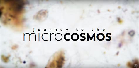 Journey To The Microcosmos: An Immersive Dive into the Wonders of Life!